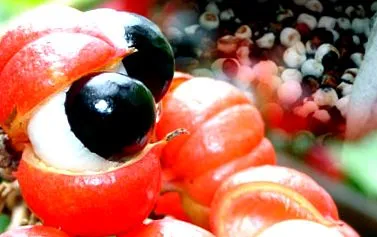 guarana