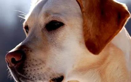tenyésztés labrador