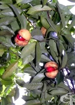 fragrans növénytan