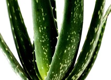 aloe