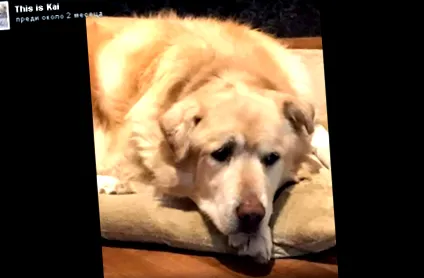 befejezésének boldog
