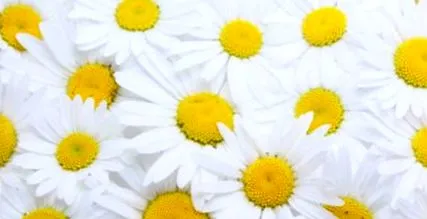 kamillát egészséges