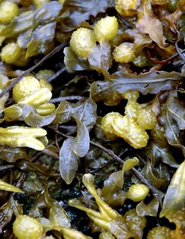 Barna alga fucus