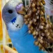 budgie