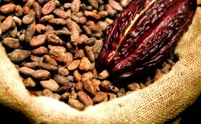 cocoa cocoa