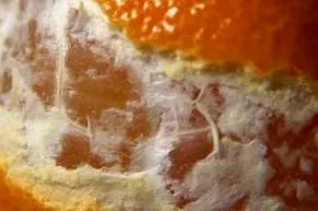 csak gramm citrusfélék