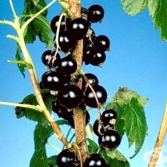 feketeribizli feketeribizli