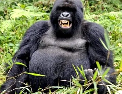gorilla hogyan