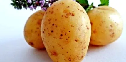 szakács
