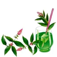 menthe verte