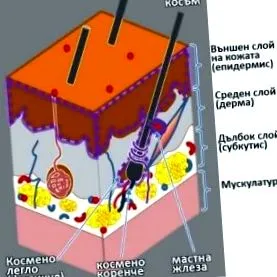 szent karbunkulusok