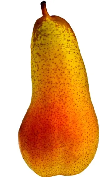 körte