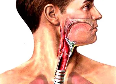 epiglottis amely gyógyszertár