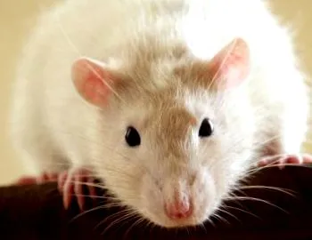 tény