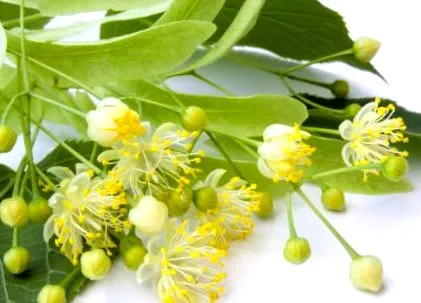 királyok aroma