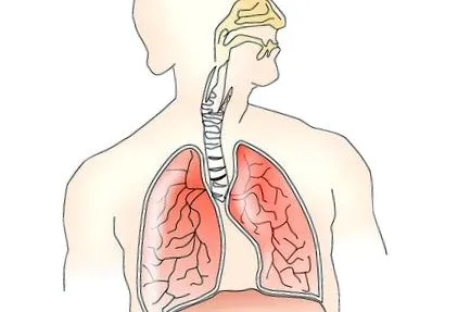 mesothelioma mesothelioma