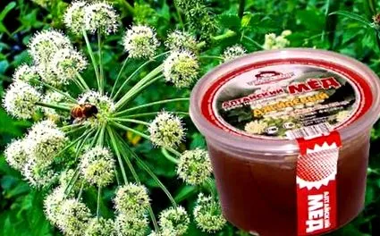 Angelica Archangelica Angelica Archangelica