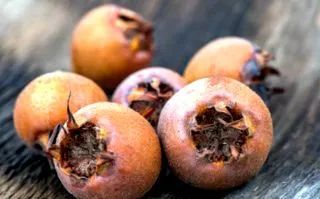 medlar népszerűtlen