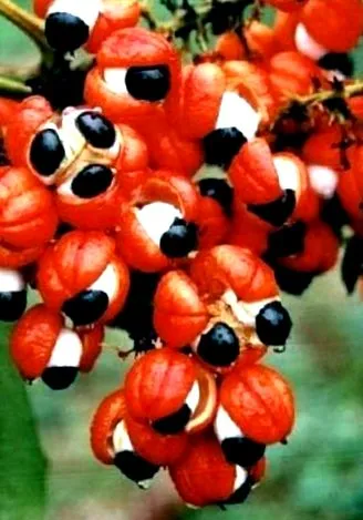 erőteljes guarana
