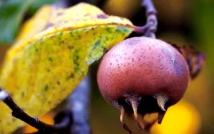 medlars alma körte