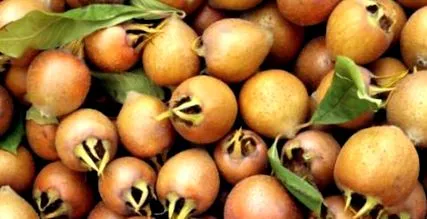 hasznos medlars