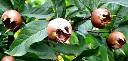 medlar kockázatát Gazdag