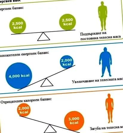 alapvető anyagcsere élettan