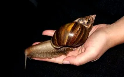 számára