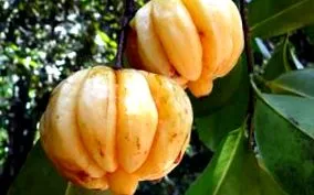 garcinia garcinia