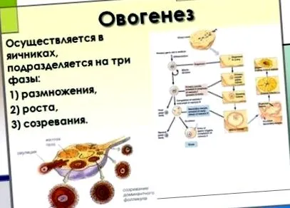 ovogenezis különbségek