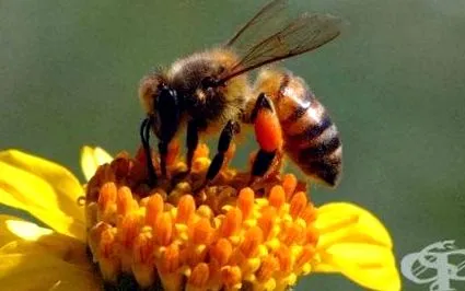 pollen