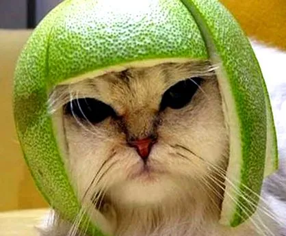 legnagyobb pomelo