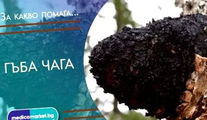 chaga gomba chaga gomba előnyei