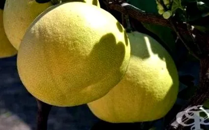 maxima citrus