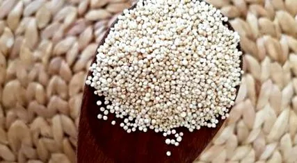 quinoa jelenti hogy