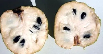gyümölcse gyümölcse