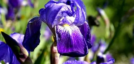 diagnozata Iris germanica