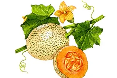 áruházának