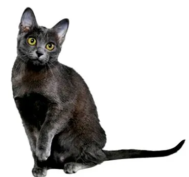 purina korat
