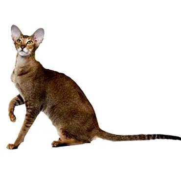 purina purina