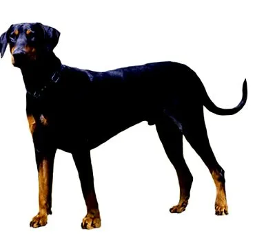 purina kutyafajták