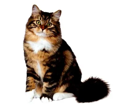 purina szibériai