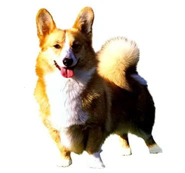 purina walesi Corgi Pembroke