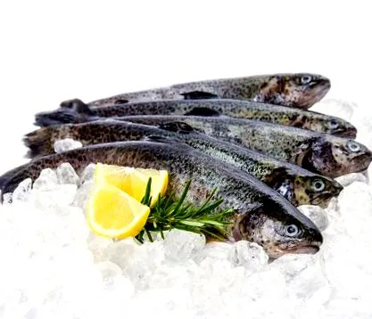 pisztráng seafood