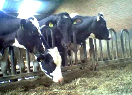 egyszer hetente