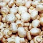 gomba royal
