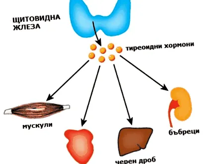 tiroxint kötő pajzsmirigyhormonok