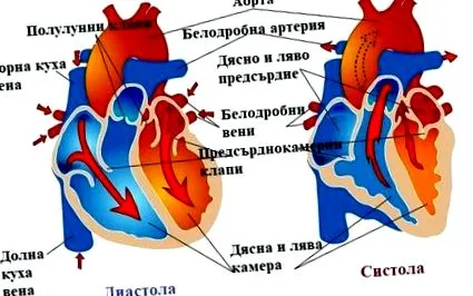 fiziológia szívciklus
