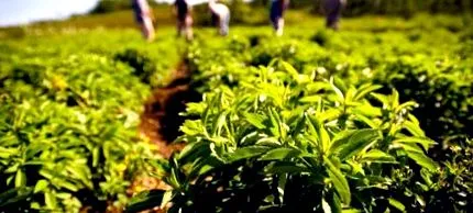 stevia alkalmazni