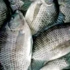 tilapia